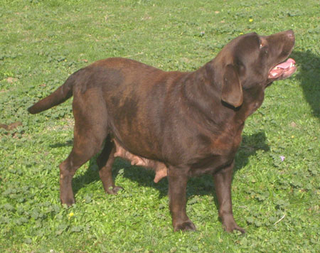 Venus Du bois des charagons