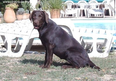 Venus Du bois des charagons