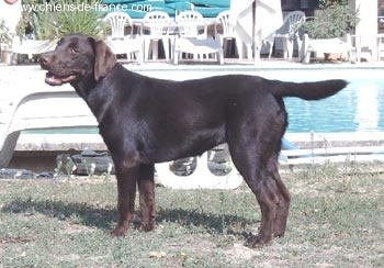 Venus Du bois des charagons