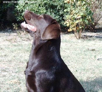 Venus Du bois des charagons