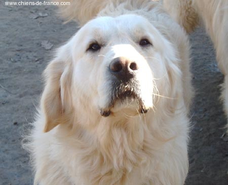 Sugarhill of Chelsea Garden