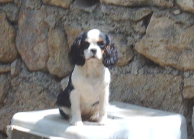 Bianca-tascha of Chelsea Garden