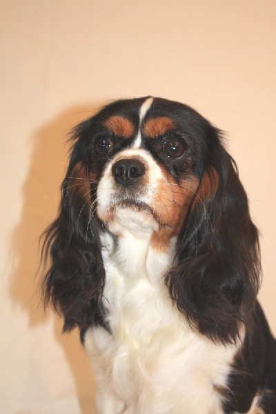 Dorine arabella of Chelsea Garden