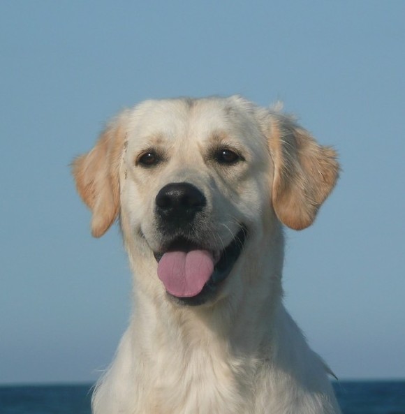 Disney fantasia garden of Chelsea Garden