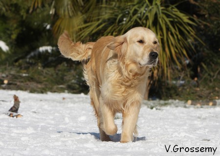 Ultra of Chelsea Garden