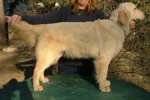 Ginger of Chelsea Garden
