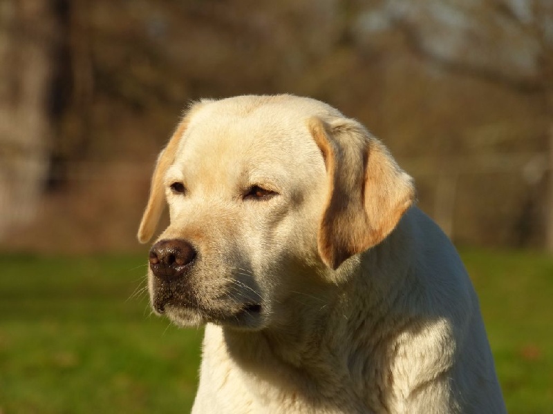 From flower to flower of Chelsea Garden