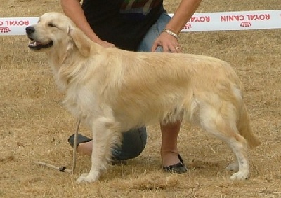 Régionale d'Elevage du Retriever Club