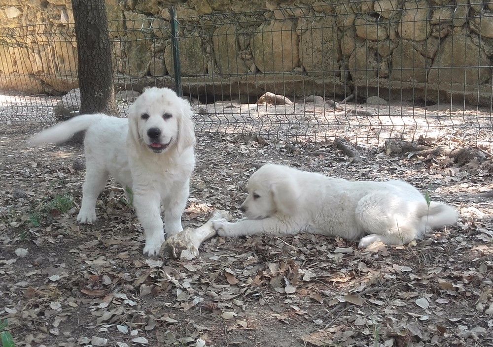 of Chelsea Garden - Golden Retriever - Portée née le 01/04/2017